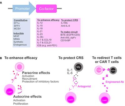 Secretory co-factors in next-generation cellular therapies for cancer
